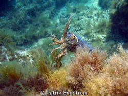 Cuttlefish on Fortizza reef Sliema Malta,shot with a Cano... by Patrik Engstrom 